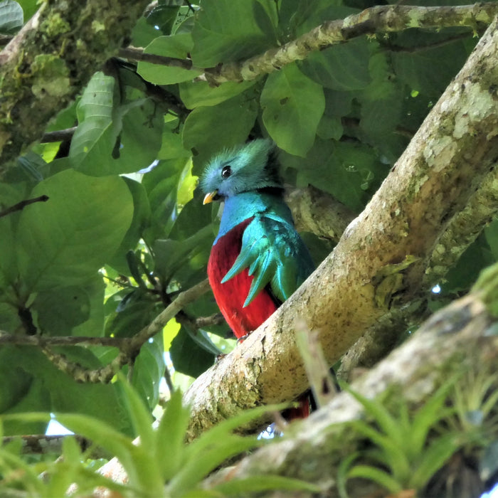 COSTA RICA Ultimate Nature Tour: 20 June - 6 July 2024 (17 days) - $10,870 plus $4,000 group return airfares! Only one place left!