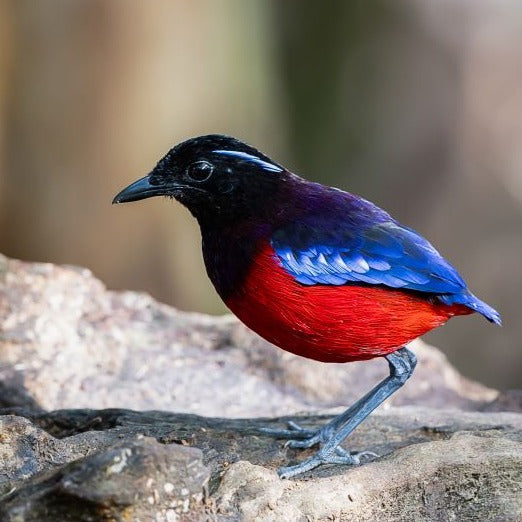 BIRDS OF BORNEO NATURE TOUR, 5 - 17 August 2024 - $9,650.00 Only two places left!