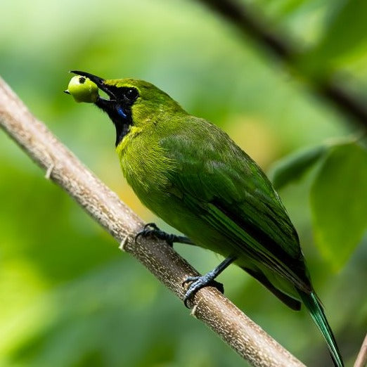 BIRDS OF BORNEO NATURE TOUR, 5 - 17 August 2024 - $9,650.00 Only one place left (twin share female)!