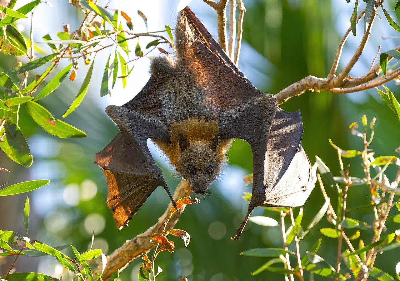 Support for Wildlife Carers with Flying Foxes of the Sydney Region - Donations Welcome!