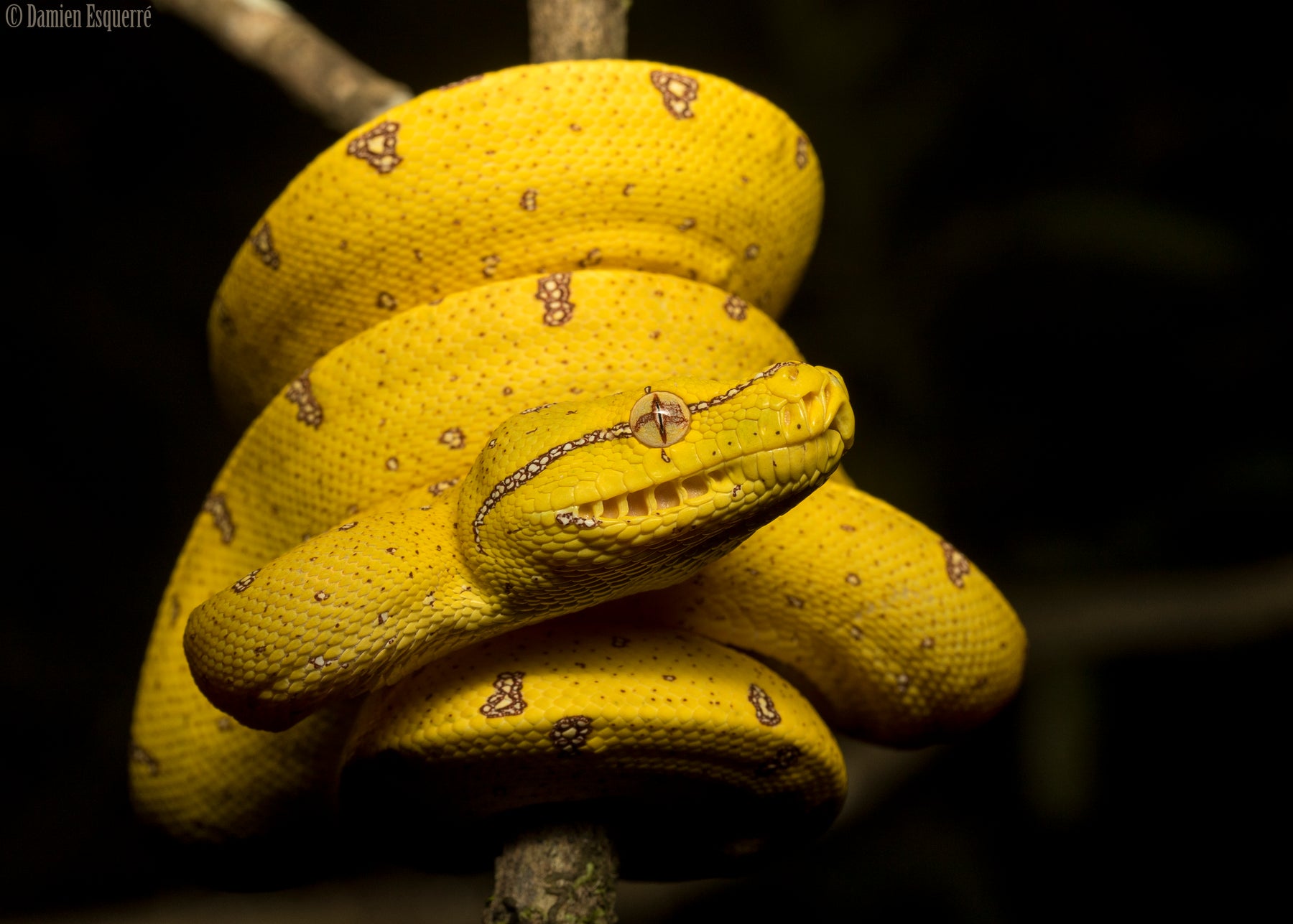 snake from Queensland