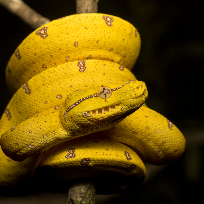 snake from Queensland