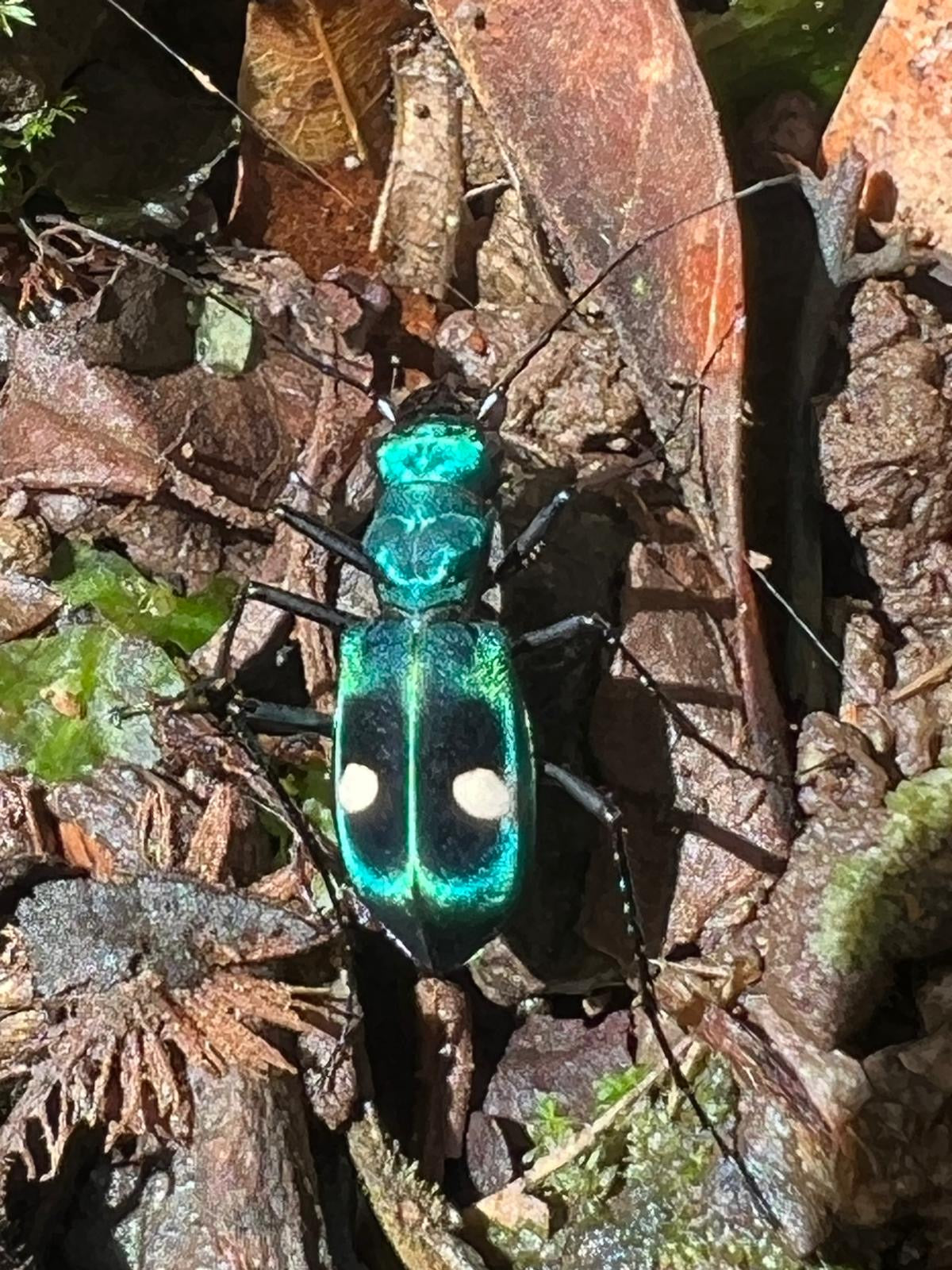 Insects extraordinaire of Costa Rica!