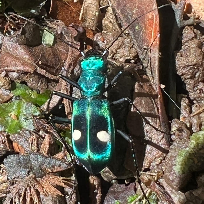 Insects extraordinaire of Costa Rica!
