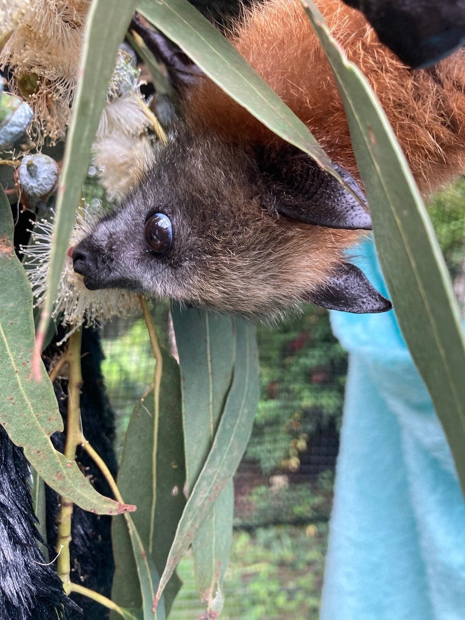 Roper's Story - an orphaned flying fox in Canberra - By Clare Wynter