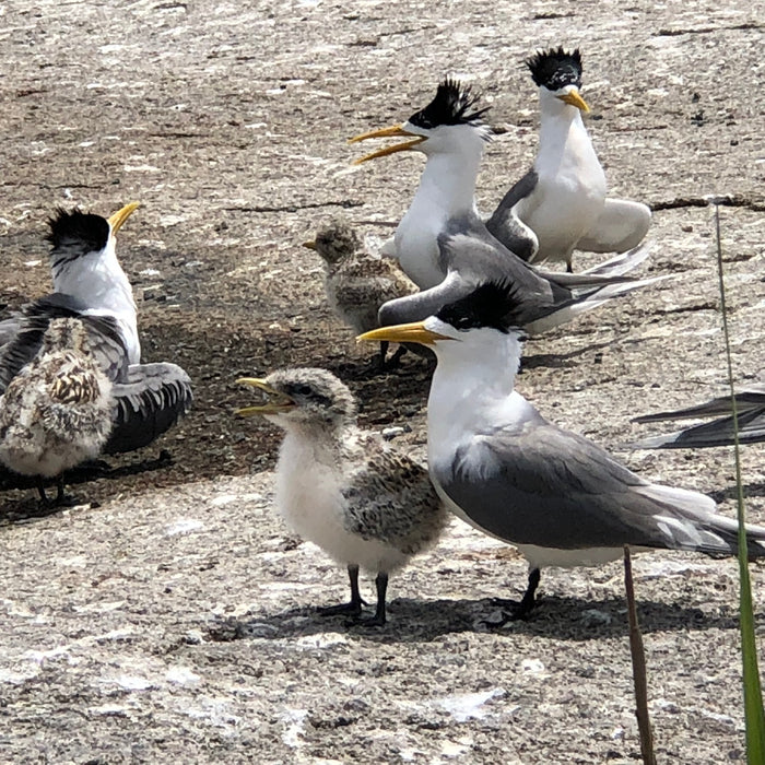 Crested Terns with chicks at Montague Island