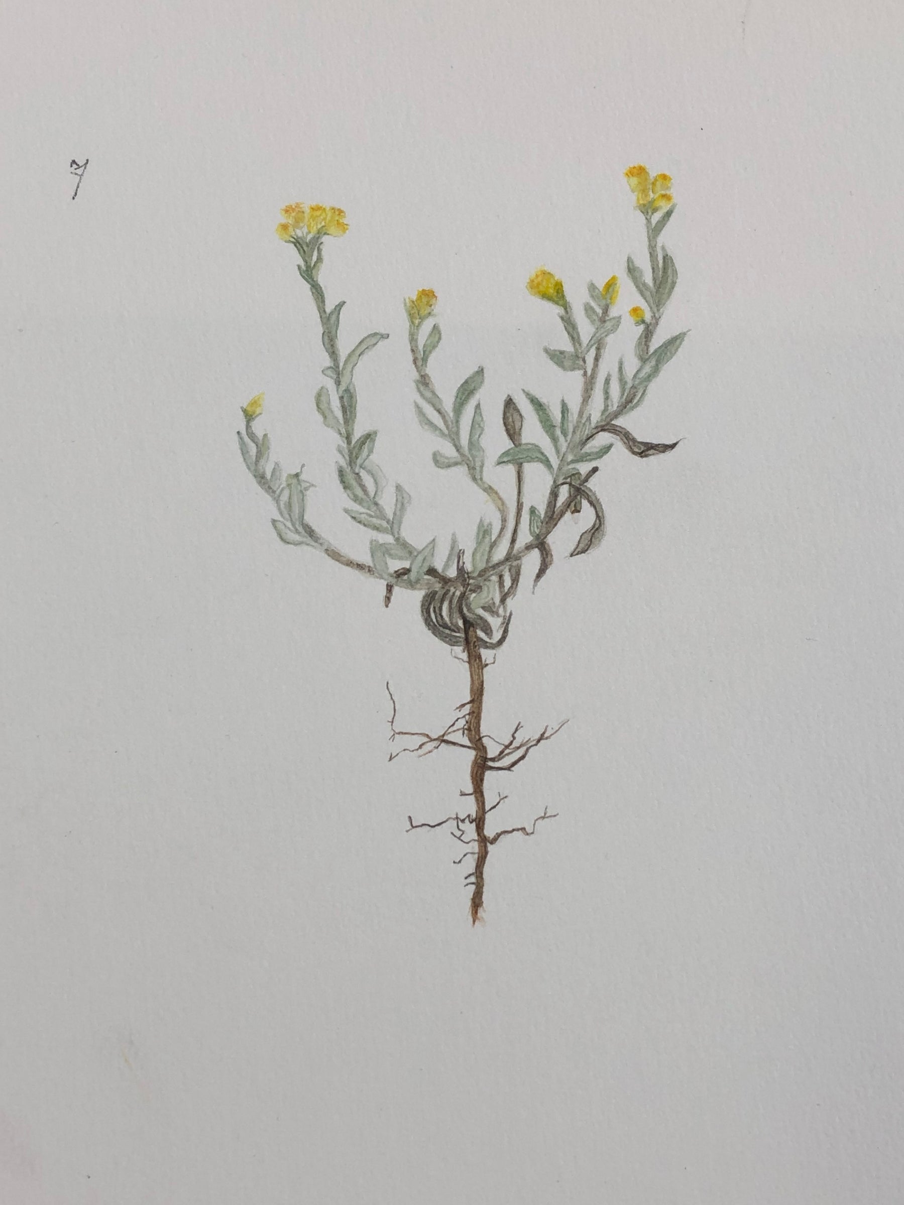 Artwork by Rachael Robb. Art class with Mali Moir featured the plants of Mulligans Flat including this beautiful yellow-flowering grey-leaved native plant. 