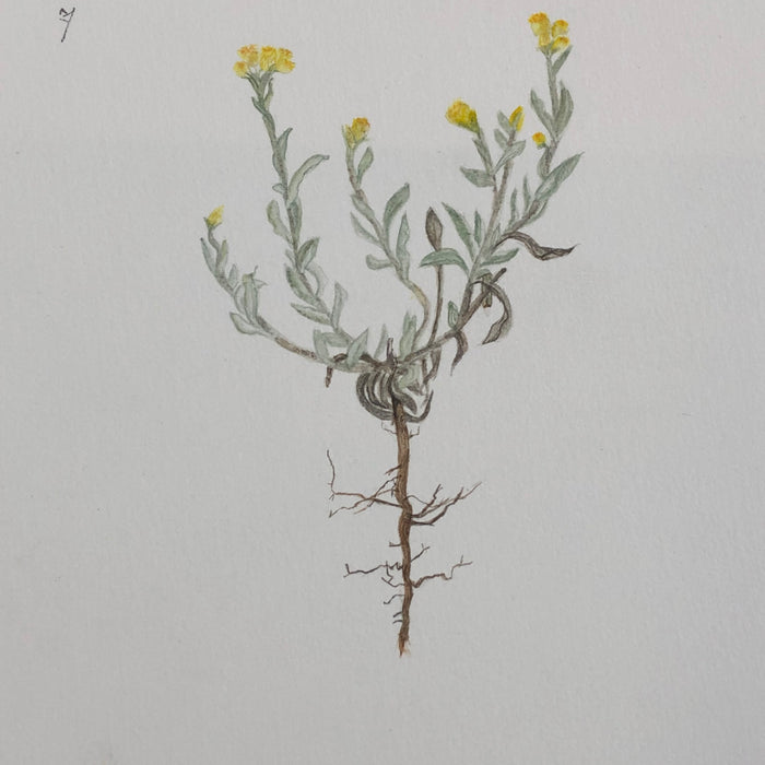 Artwork by Rachael Robb. Art class with Mali Moir featured the plants of Mulligans Flat including this beautiful yellow-flowering grey-leaved native plant. 