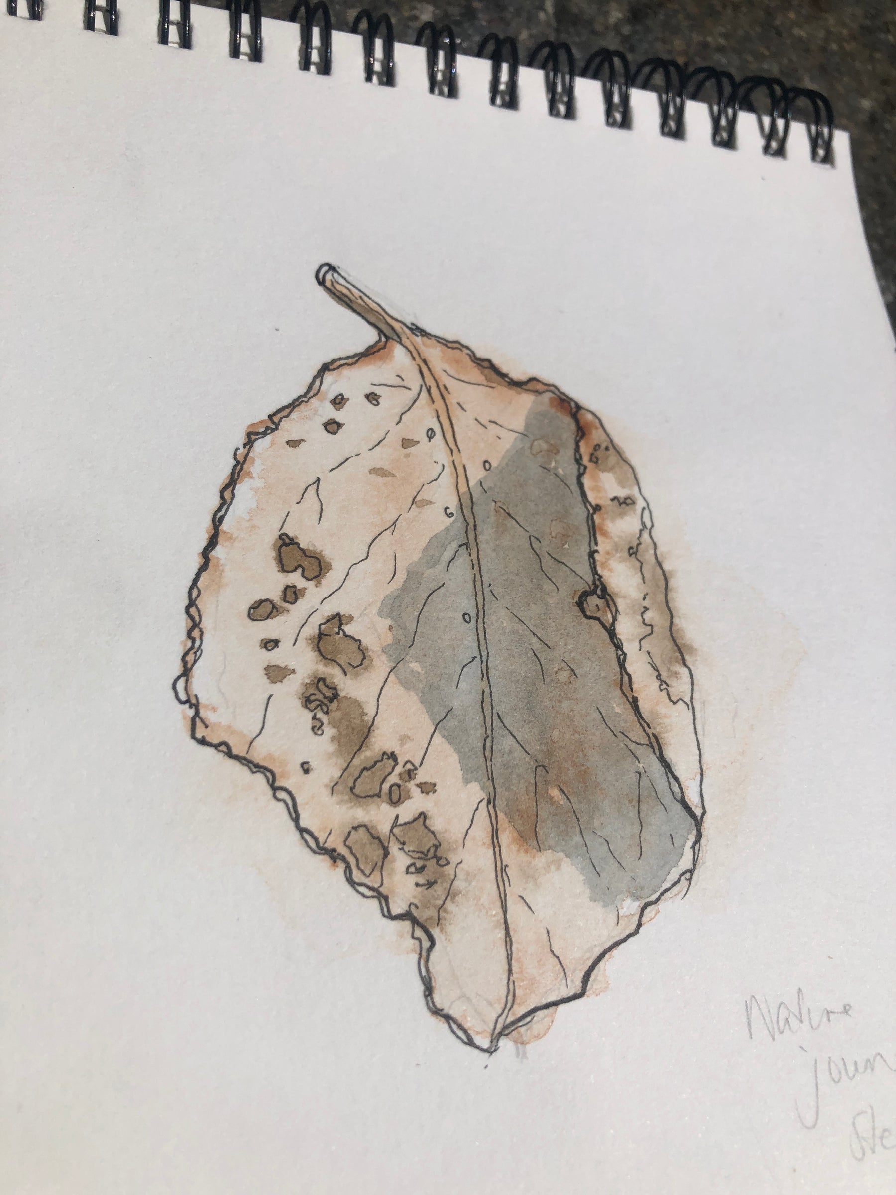 nature journaling of a leaf