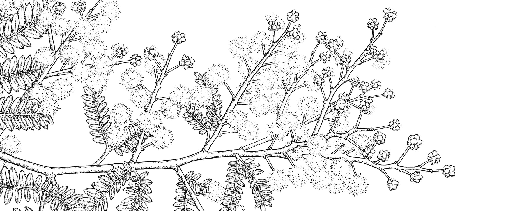 scientific illustration of wattle species in ink by Dr Anna Voytsekhovich