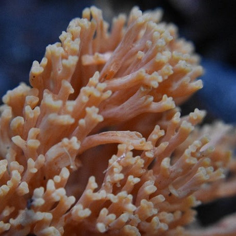 Coral fungi NatureArt Lab Tasmania Fungi Season Nature Tour 