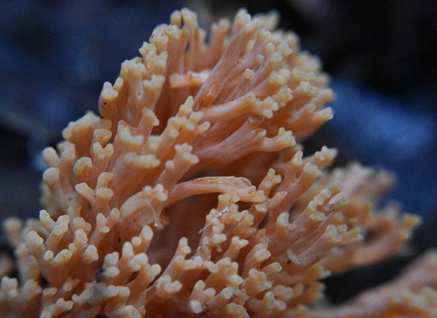 Coral fungi NatureArt Lab Tasmania Fungi Season Nature Tour 