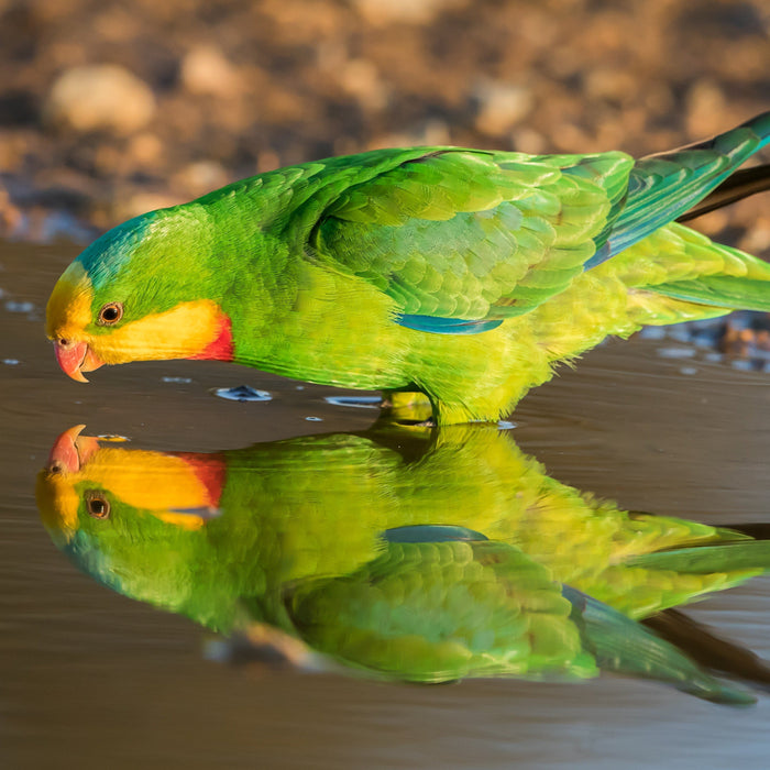 World Parrot Day: Celebrating Australia’s Remarkable Parrots