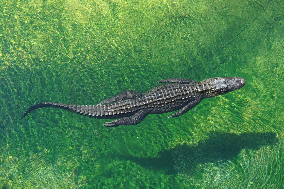 World Croc Day — NatureArt Lab