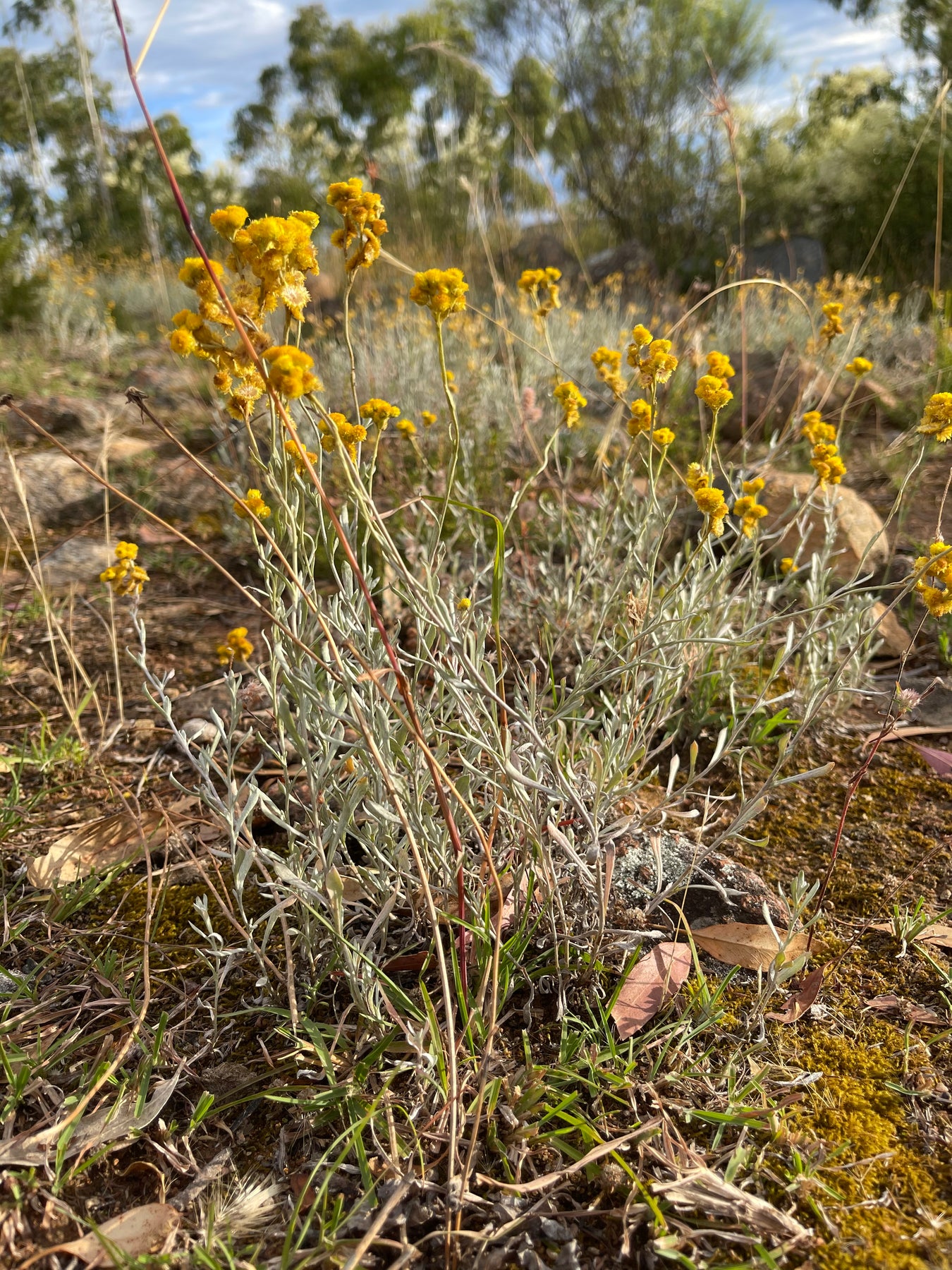 grassland flora