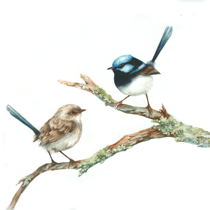 Australian Bird Series: Superb Fairy Wren in Watercolour with Lesley Wallington (NEW!)