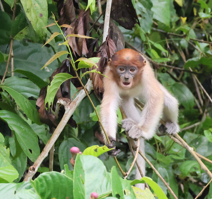 BORNEO NATURE TOUR, 20 March - 2 April 2025 - Bookings now open with a deposit of 25% to confirm your place.