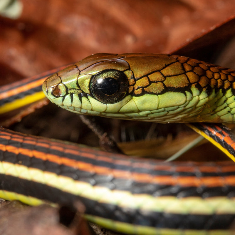BEST OF BORNEO NATURE TOUR, 16 - 26 October 2026 - $10,850.00 with optional extensions!
