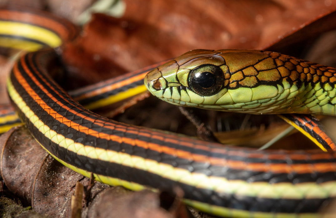 BORNEO NATURE TOUR, 20 March - 2 April 2025 - Bookings now open with a deposit of 25% to confirm your place.