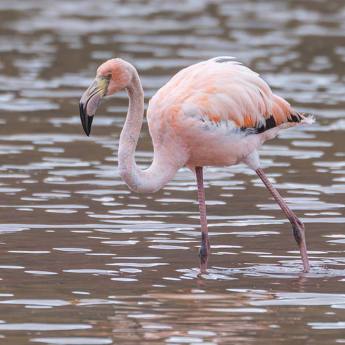 **FULLY BOOKED - WILD WONDERS: GALAPAGOS & AMAZONIAN ECUADOR ADVENTURE, 1 - 14 January 2026.