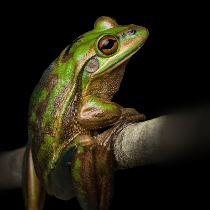 12 - 13 April 2025, 'Green and Golden Bell Frog' in Watercolour with David Reynolds