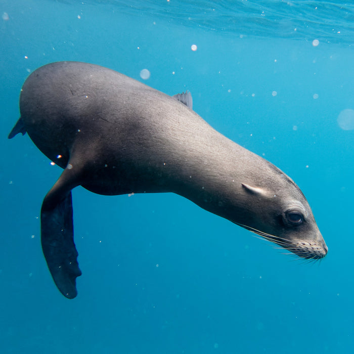 **FULLY BOOKED - WILD WONDERS: GALAPAGOS & AMAZONIAN ECUADOR ADVENTURE, 1 - 14 January 2026.