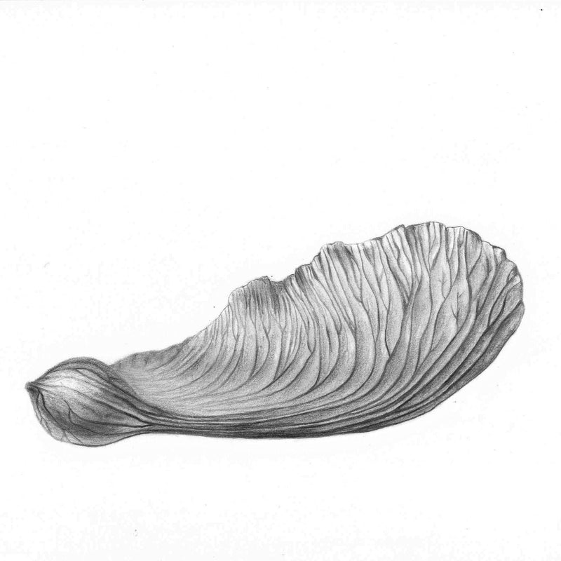 Drawing One Foundation Studies, with Renee Prescott