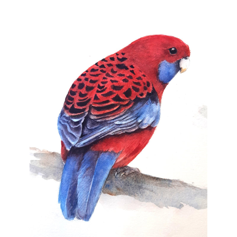 Australian Bird Series: King Parrot, with Lesley Wallington