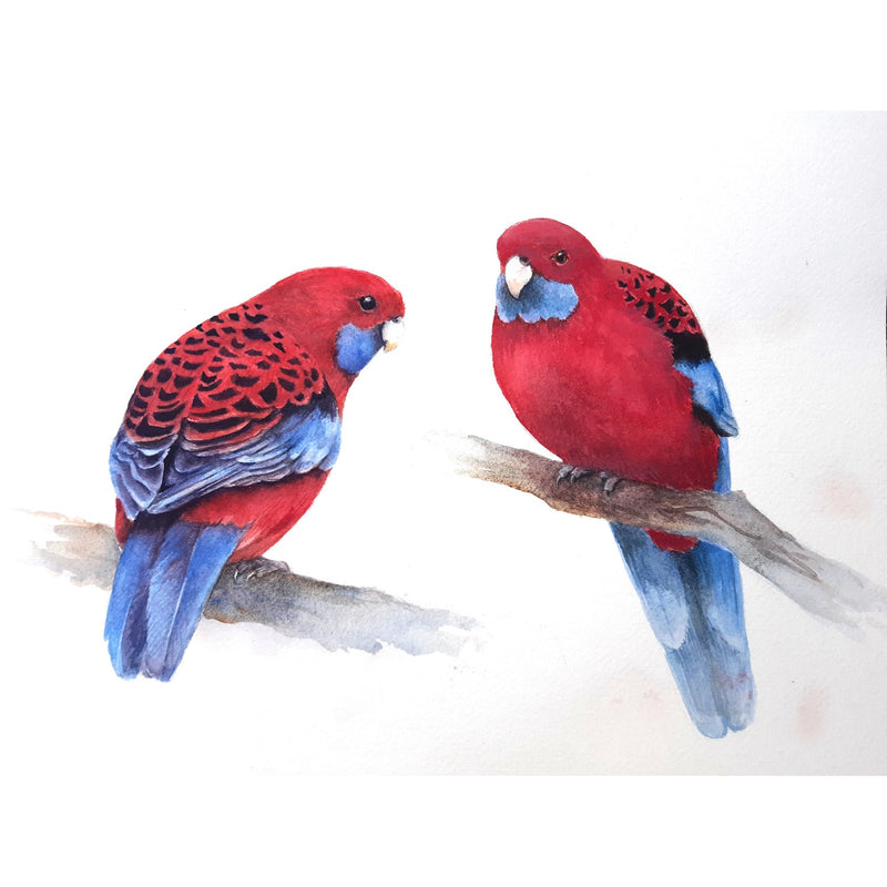 Australian Bird Series: King Parrot, with Lesley Wallington