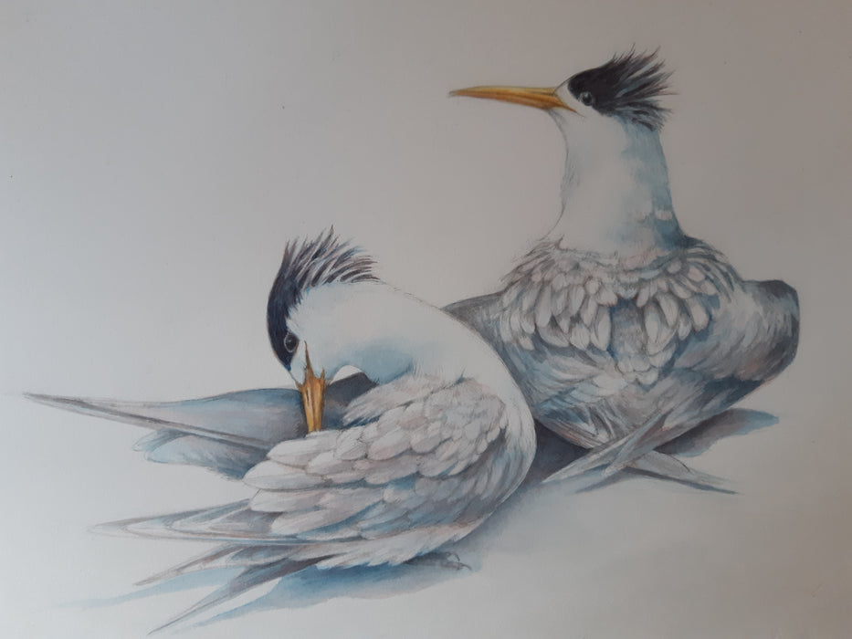 2026 Natural History Art Calendar