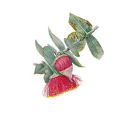Illustration of a dark pink eucalyptus flower with green leaves on a white background