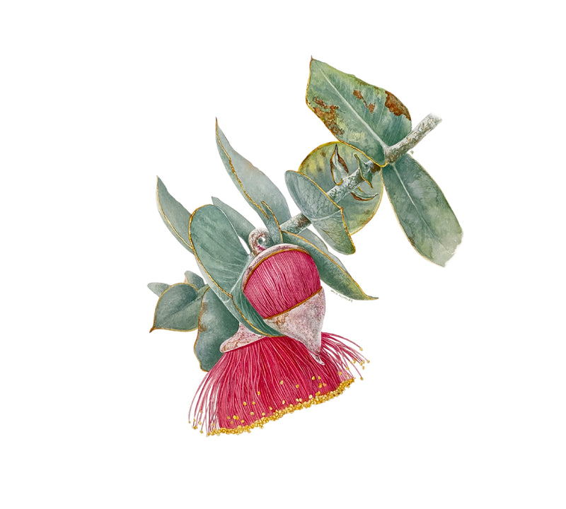 Illustration of a dark pink eucalyptus flower with green leaves on a white background