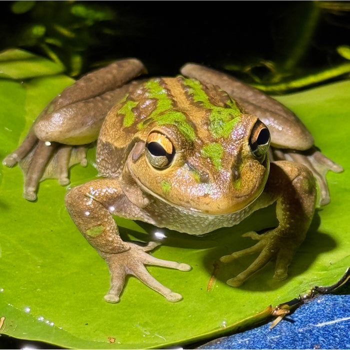 12 - 13 April 2025, 'Green and Golden Bell Frog' in Watercolour with David Reynolds