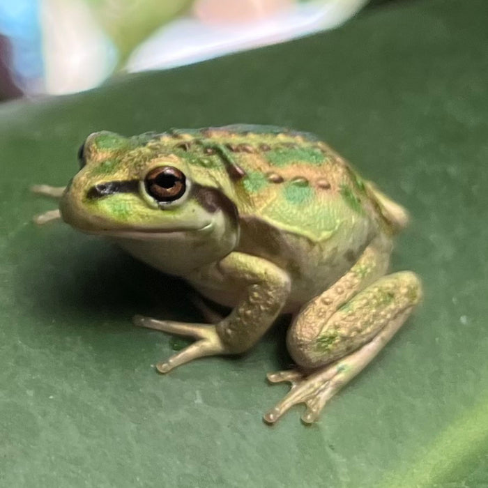 12 - 13 April 2025, 'Green and Golden Bell Frog' in Watercolour with David Reynolds