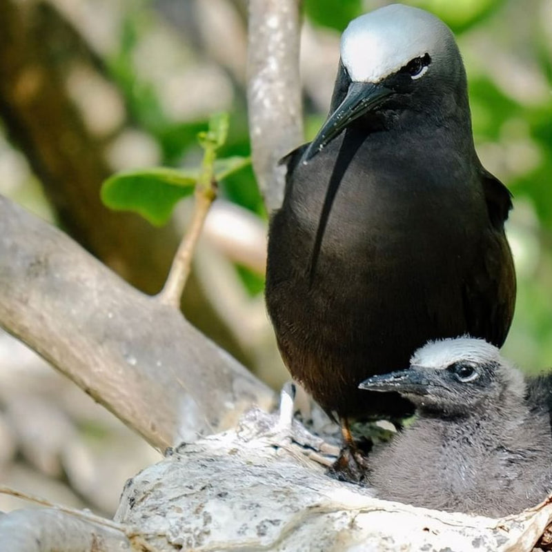 HERON ISLAND NATURE TOUR - ARTIST RETREAT: 17 – 22 February 2027 - $4,520.00