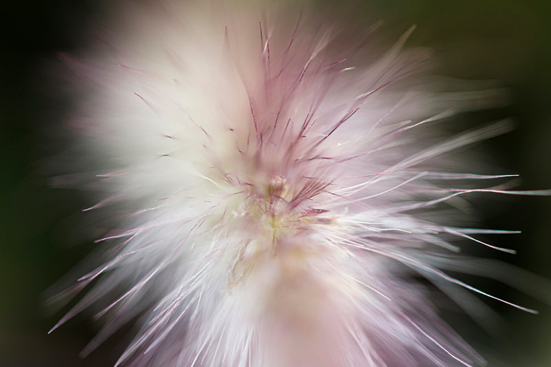 Winter in the woods - National Arboretum Arts and Photography Program