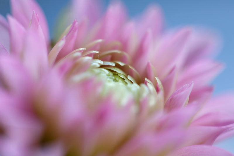 Winter in the woods - National Arboretum Arts and Photography Program