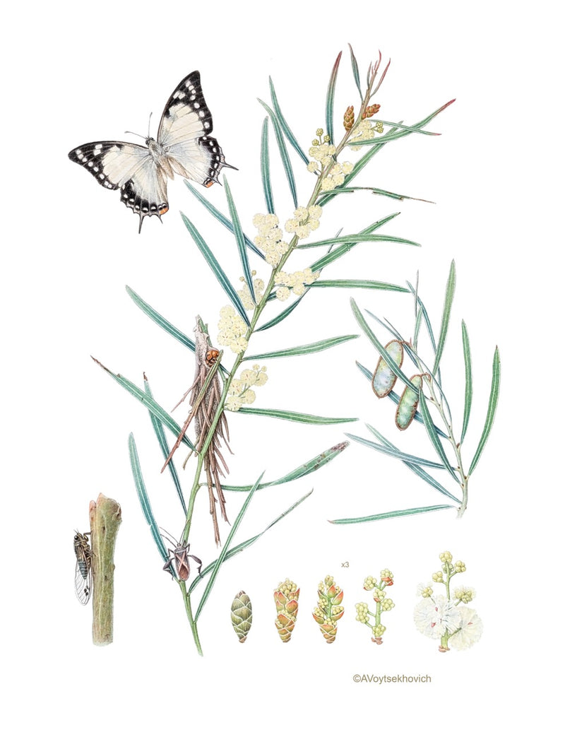 Special Promotion: Wattles in Watercolour with Dr Anna Voytsekhovich (NEW!)