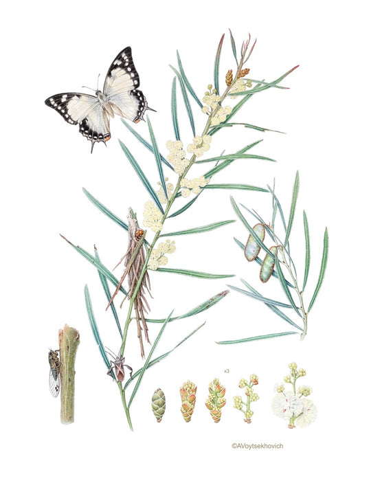 Wattles in Watercolour with Dr Anna Votsekovich (NEW!)