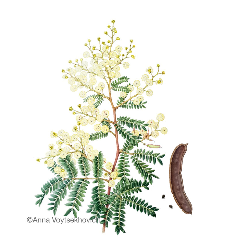 Special Promotion: Wattles in Watercolour with Dr Anna Voytsekhovich (NEW!)