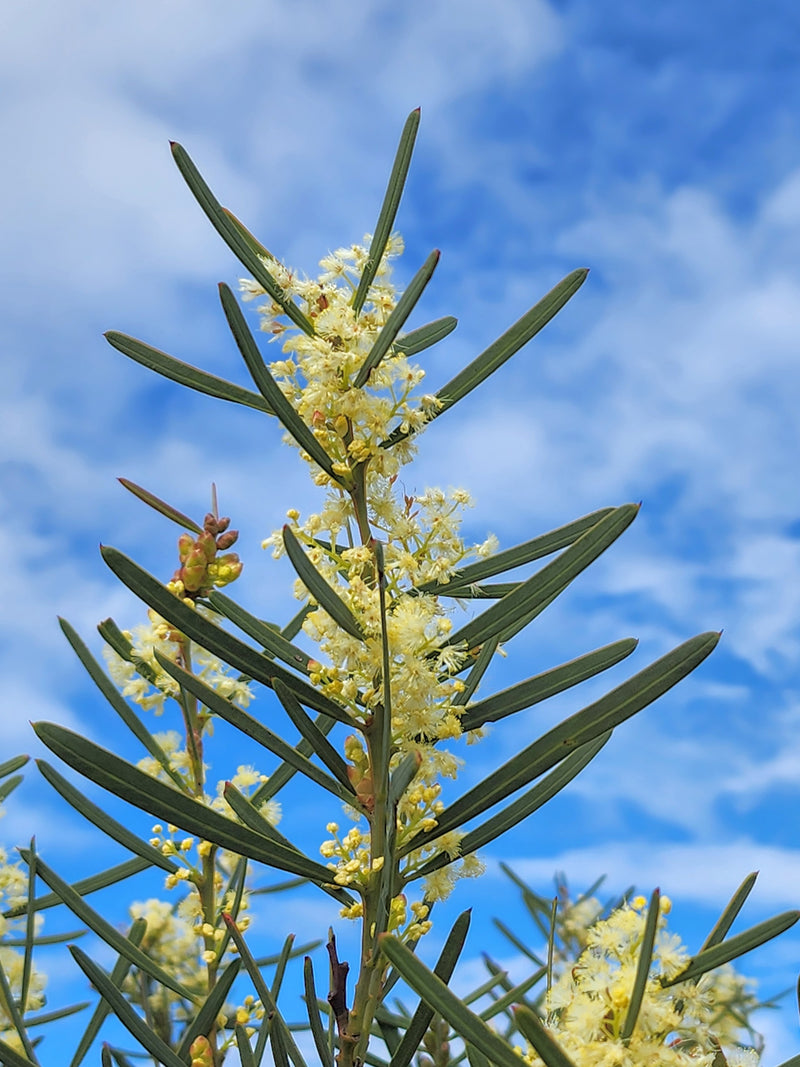 Special Promotion: Wattles in Watercolour with Dr Anna Voytsekhovich (NEW!)