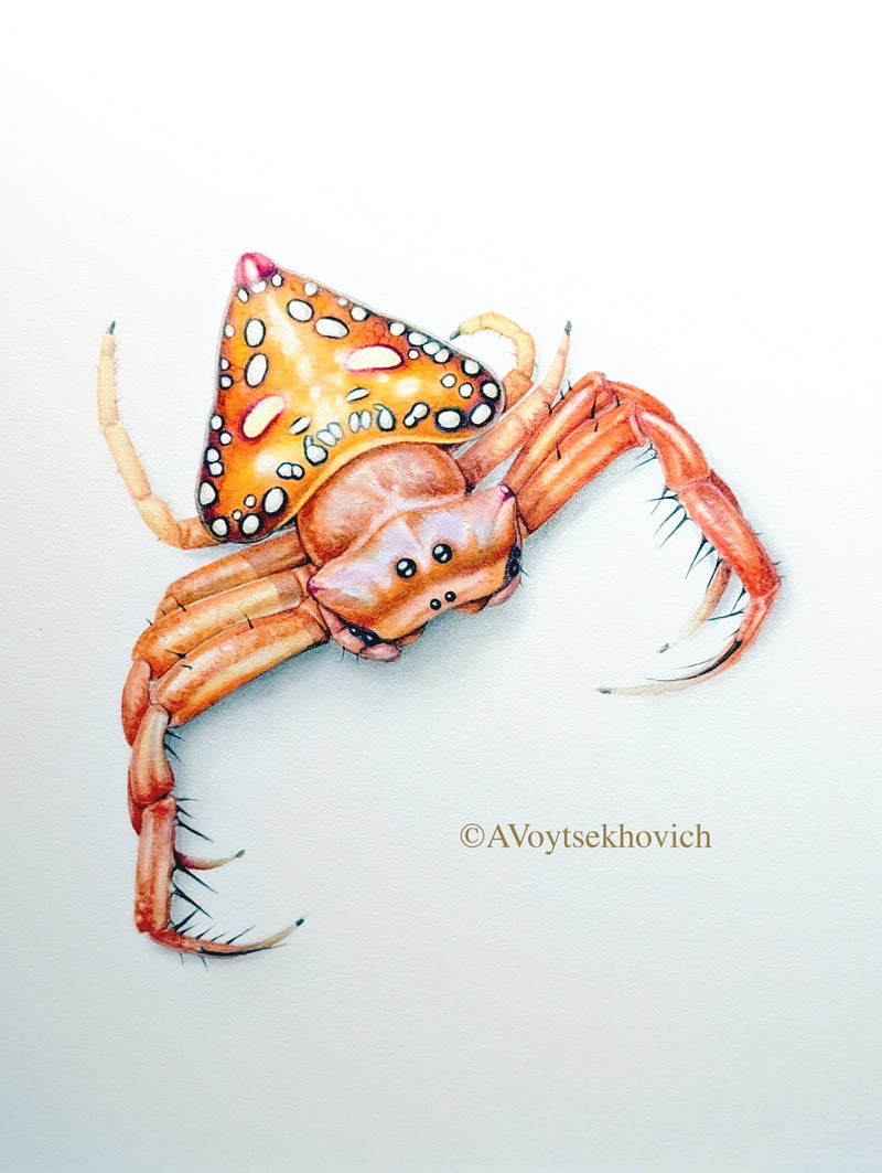 Special Promotion: Drawing and painting Arachnids for absolute beginners with Dr Anna Voytsekhovich (NEW!)