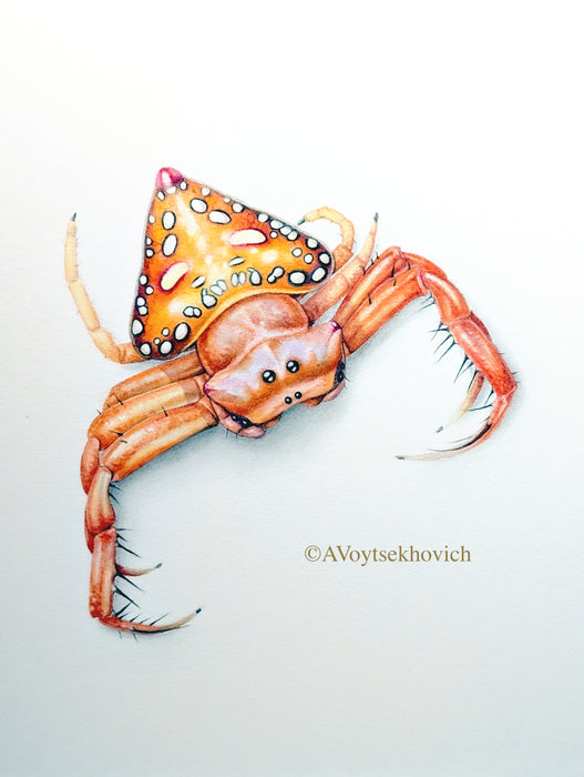 Drawing and painting Arachnids for absolute beginners (NEW!)