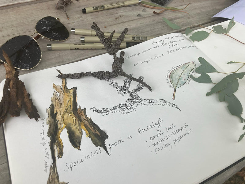 Open nature journal page with plant specimens (bark and eucalyptus leaves) and nature-themed illustrations on a wooden surface