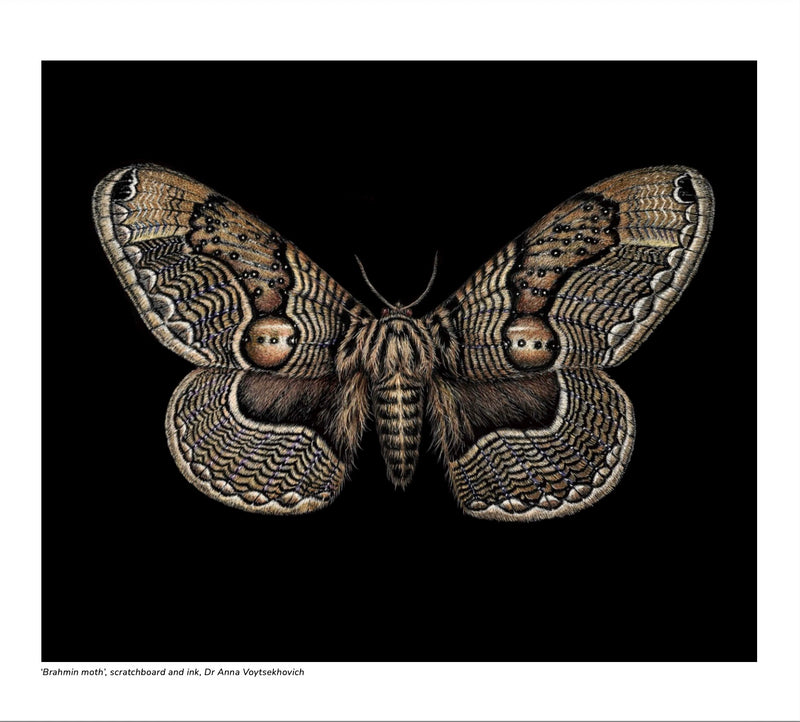 2027 Natural History Art Calendar