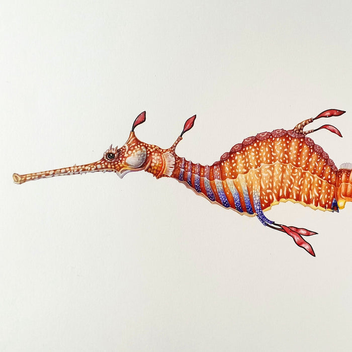 3 - 4 August 2024: LITTLE SEA CREATURES IN WATERCOLOUR with Dr Anna Voytsekhovich