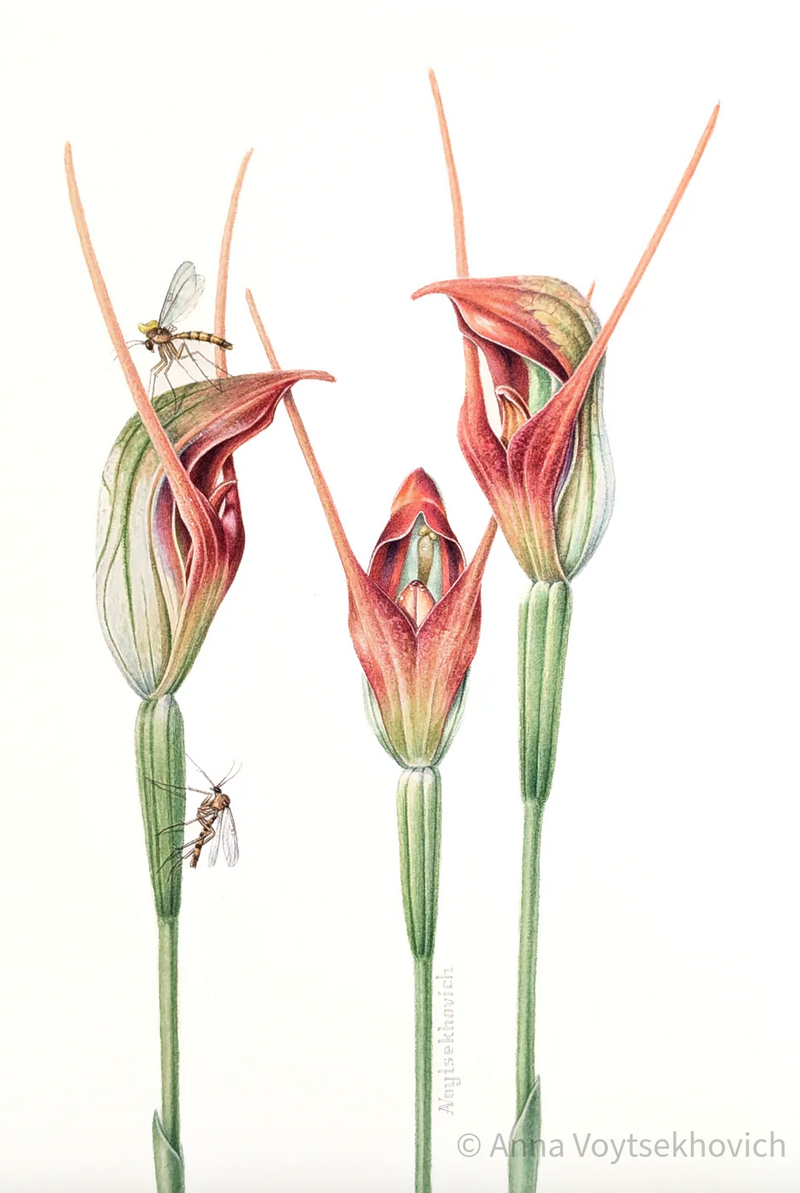 Special Promotion: Orchids in Watercolour with Dr Anna Voytsekhovich