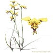 Special Promotion: Orchids in Watercolour with Dr Anna Voytsekhovich