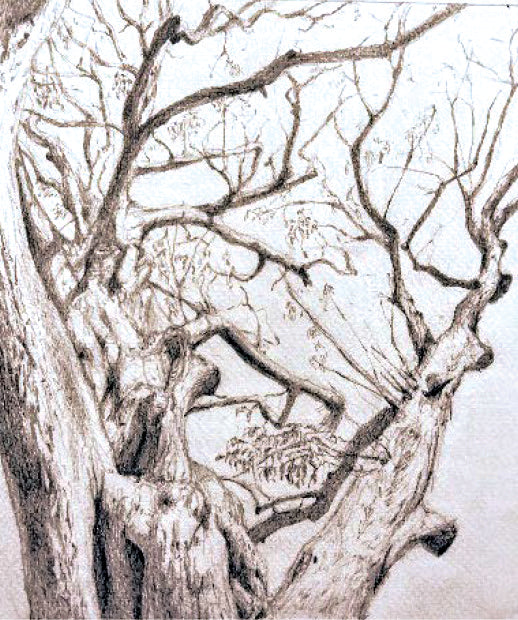 Winter in the woods - National Arboretum Arts and Photography Program
