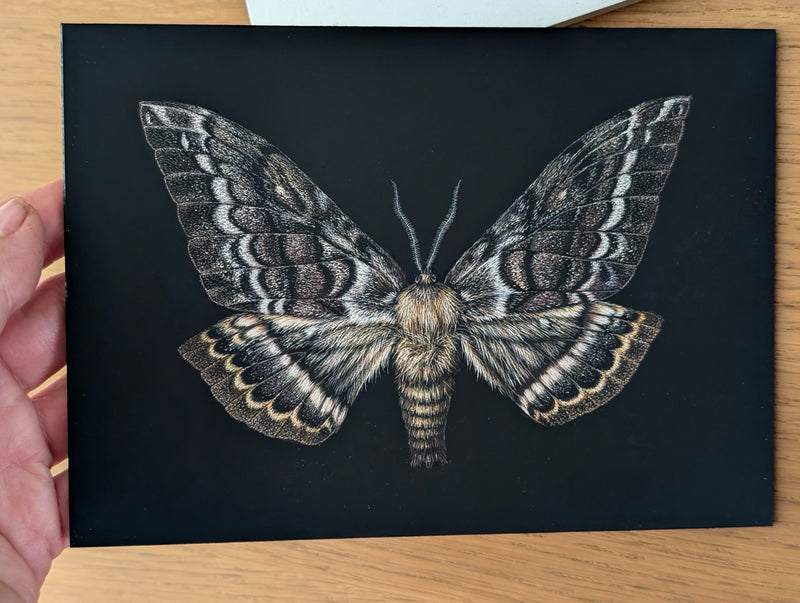 Special Promotion: Moths in Scratchboard Technique with Dr Anna Voytsekhovich (NEW!)